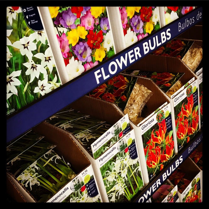 Store display of flower bulbs.